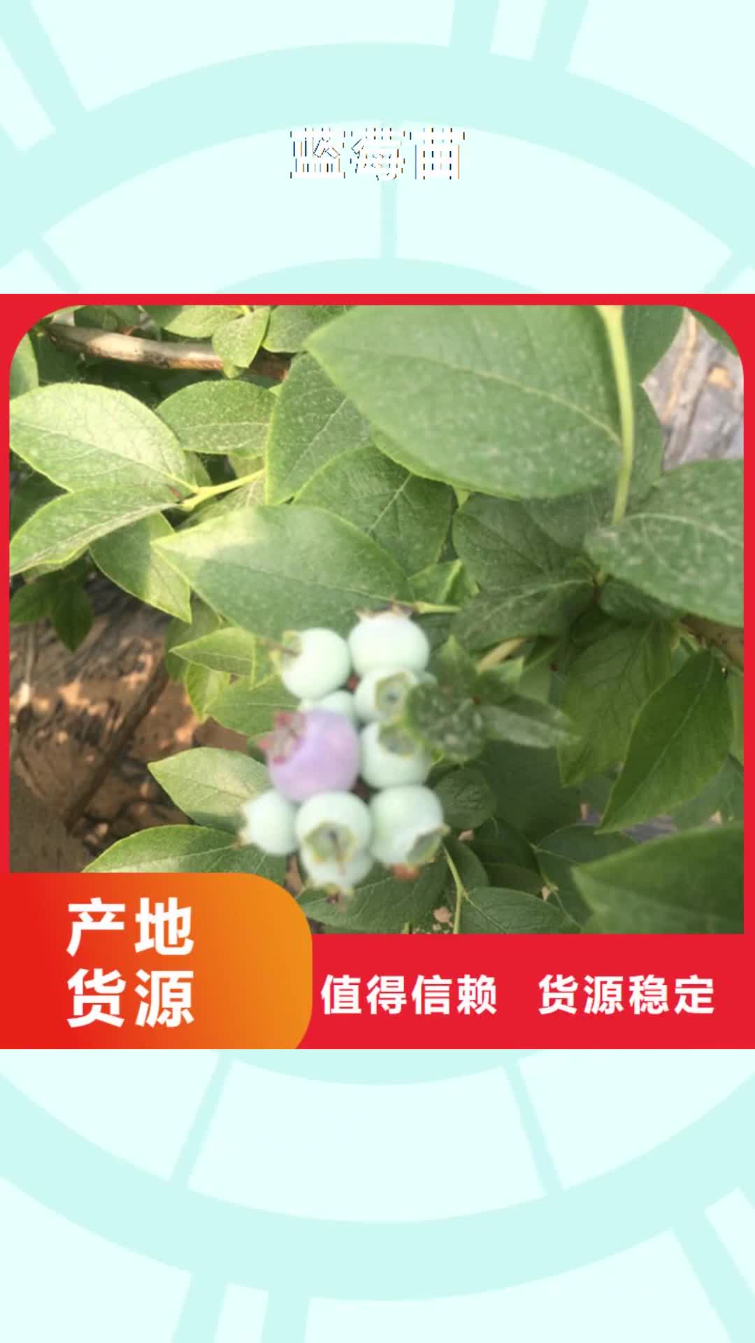 南宁 蓝莓苗_【猕猴桃苗】厂家直营