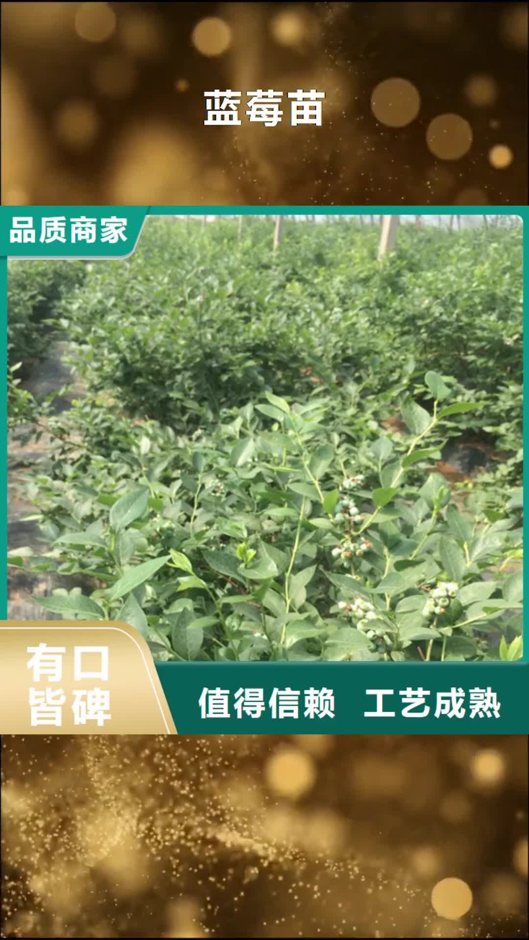 金华 蓝莓苗通过国家检测