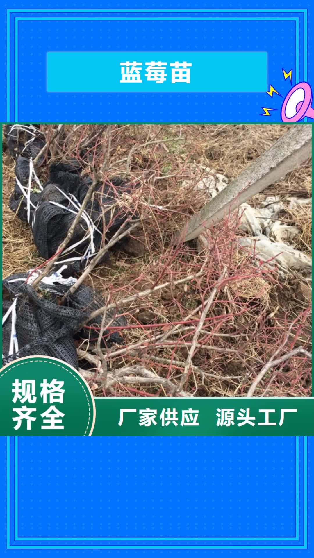 滨州 蓝莓苗,【苹果苗】真实拍摄品质可靠