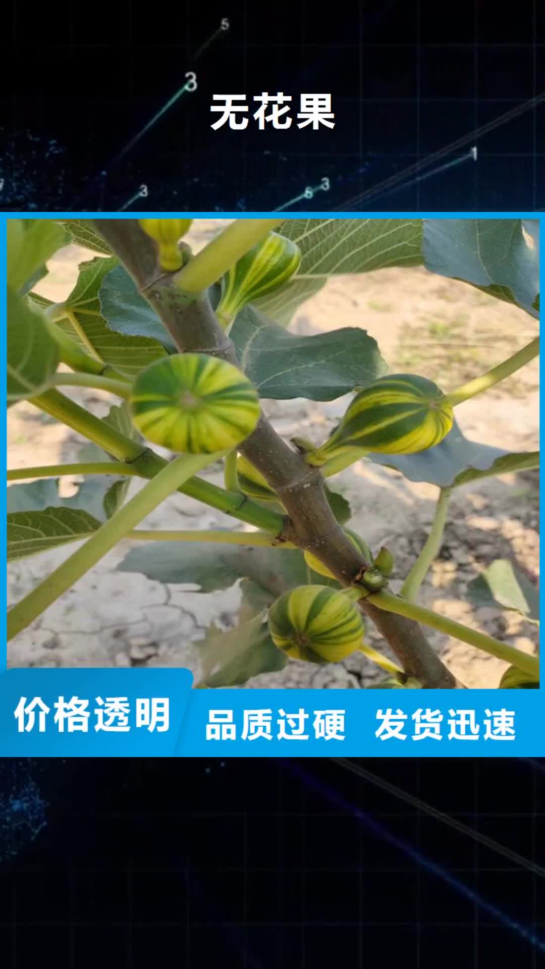 【乌海 无花果,苹果苗厂家精选】