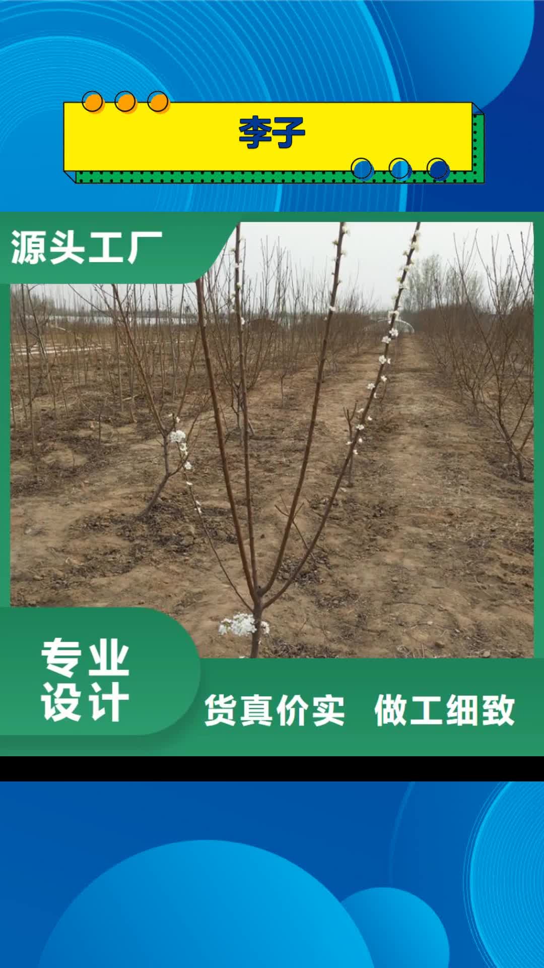 丹东【李子】 苹果苗厂家批发价