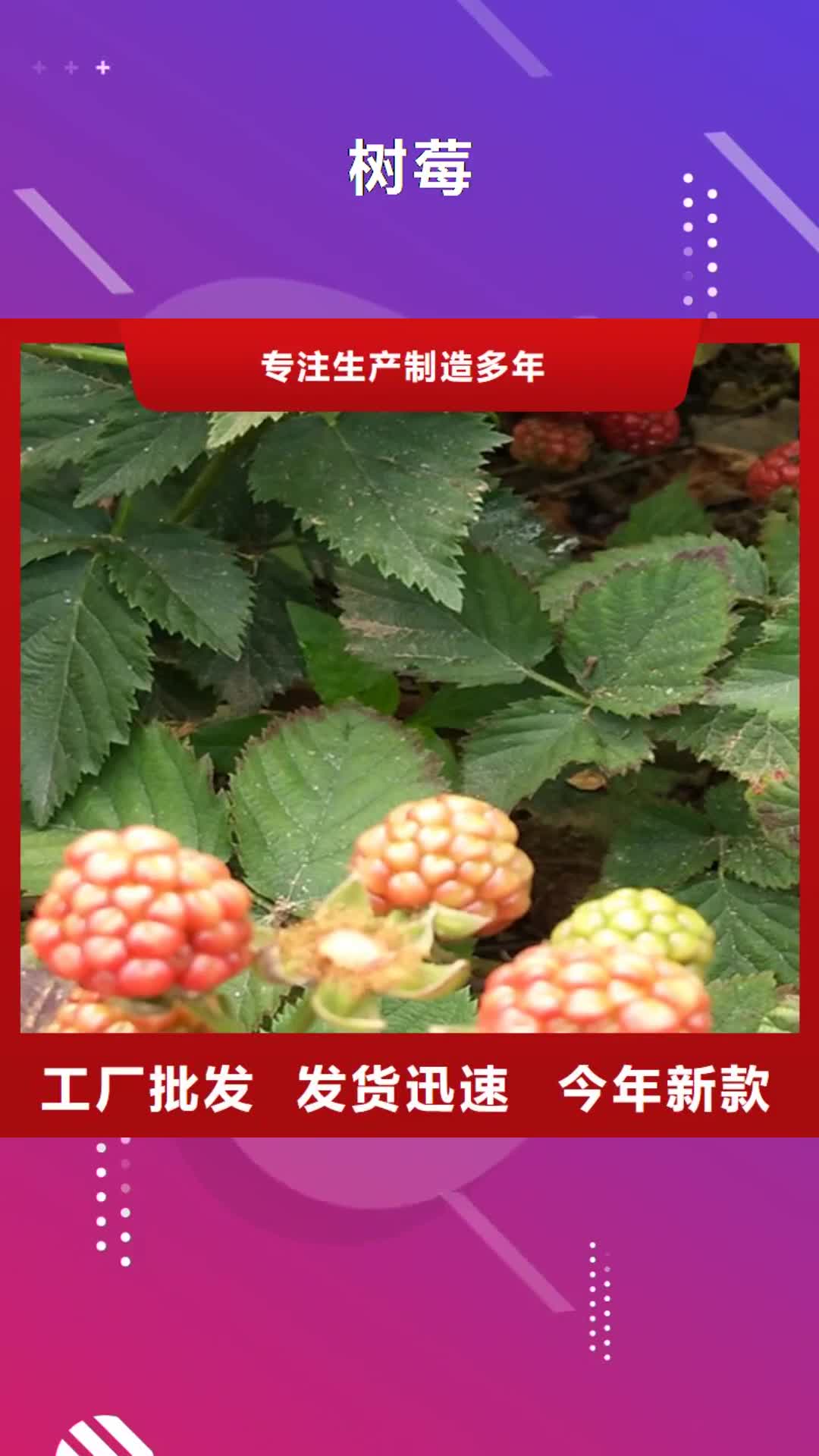 黔东南 树莓,【樱桃苗】可定制有保障
